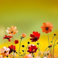 OverthinkerExtraordinaire的头像-壹元库